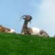 Roof Goats on top of Al Johnson's Swedish Restaurant in Sister Bay, Wisconsin - Door County
