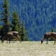 Deer at Hurricane Ridge at Olympic National Park in Seattle, Washington