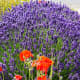 Washingon Lavender Farm in Sequim, Washington