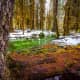 Hoh Rain Forest in Olympic National Park near Seattle, Washington