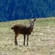 Deer at Hurricane Ridge at Olympic National Park in Seattle, Washington