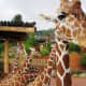 Giraffes at Cheyenne Mountain Zoo in Colorado Springs, Colorado