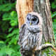 Owl along the Dark Hollows Falls Trail at Shenandoah National Park