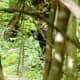 Black bear near Skyland in Shenandoah National Park