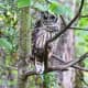 Owl along the Dark Hollows Falls Trail at Shenandoah National Park