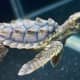 Sea Turtle at Virginia Aquarium & Marine Science Center in Virginia Beach, Virginia