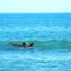 Dolphins at False Cape State Park in Virginia Beach, Virginia