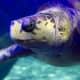 Sea Turtle at Virginia Aquarium &amp; Marine Science Center in Virginia Beach, Virginia