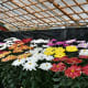 These huge Japanese chrysanthemums were as fascinating as the shrine!