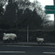 Watch out for livestock and lambing season!
