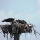 Birds nest at Duck, North Carolina Boardwalk on the Currituck Sound on the Outer Banks of North Carolina