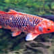 Fish in the pond.