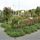 Rose garden in Petrin Park