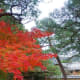 Blazing autumn leaves at the teahouse garden.