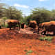 Elephant Mud Bath