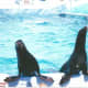 Seals at Hershey Park, 2002.