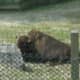 A bison at Zooamerica, August 2011