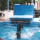 A dolphin performing at Hershey Park