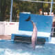 A dolphin at Hershey Park