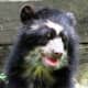 Andean Bear at the National Zoo in Washington DC