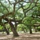 Majestic old oak trees make Baldwin Park special.