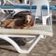 Someone is lying on my sun lounger.