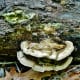 Turkey Tail Fungus at work - Houston Arboretum