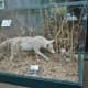 Coyote in a display case 