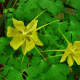 Yellow flowers - Houston Arboretum