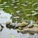 Turtles at Houston Arboretum