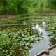 Lotus leaves &amp; other aquatic plants - Houston Arboretum
