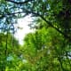 Pretty scenery - Houston Arboretum