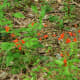 Tropical Salvia - Houston Arboretum