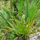 Palmetto palms grow best in wetlands