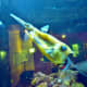 Longhorned cowfish in aquarium 