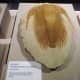 Trilobite – Late Cambrian