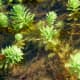 Closeup of the aquatic vegetation and tiny fish
