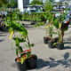 Many potted trees at the Eastside Farmer’s Market
