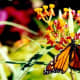 Houston zoo photo