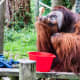 Orangutan at Houston Zoo