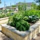 Raised Garden Beds
