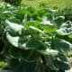Food grown in Mandell Park