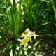 Louisiana Iris grown in Mandell Park