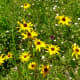 Native wildflowers grown in Mandell Park
