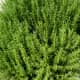 Rosemary grown in Mandell Park