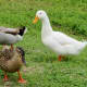 Mallard &amp; Peking Ducks