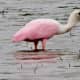 Roseate Spoonbill with a fish in its mouth