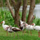 White Ibis birds at Seabourne Lake