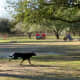 Dogs running freely in open grassy areas in Congressman Bill Archer Park