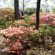 Pretty Azaleas in Bloom